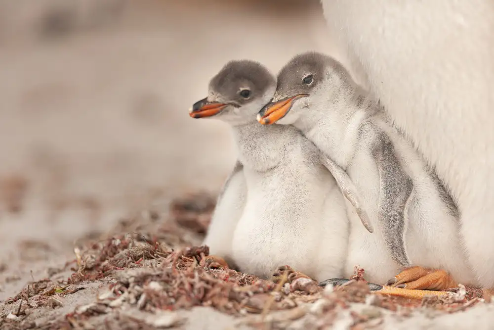 Raga, Gil Joan: Gentoo giovane