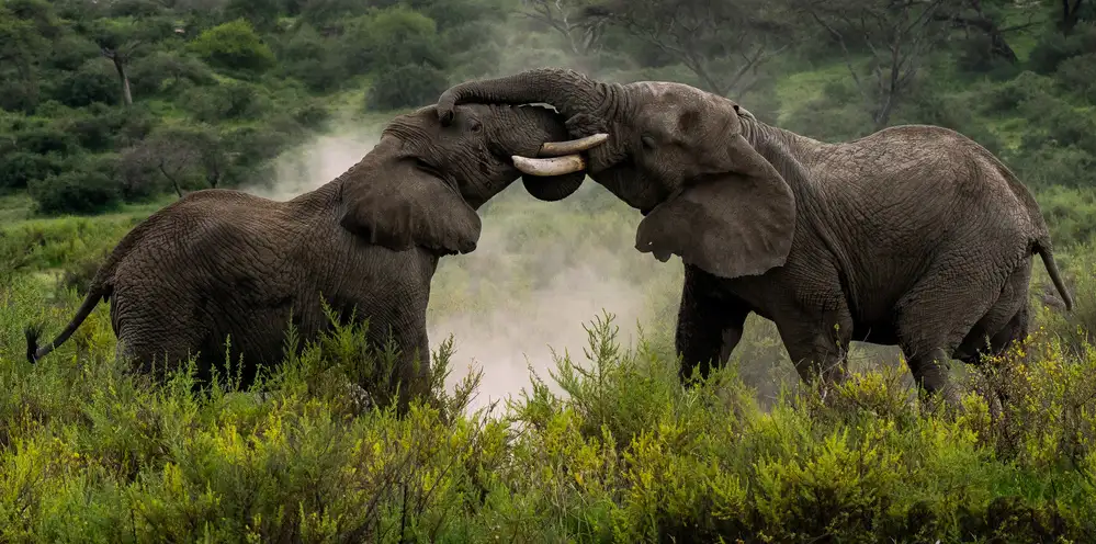 Dhesi, Rajat: Pachydermal Pleasures