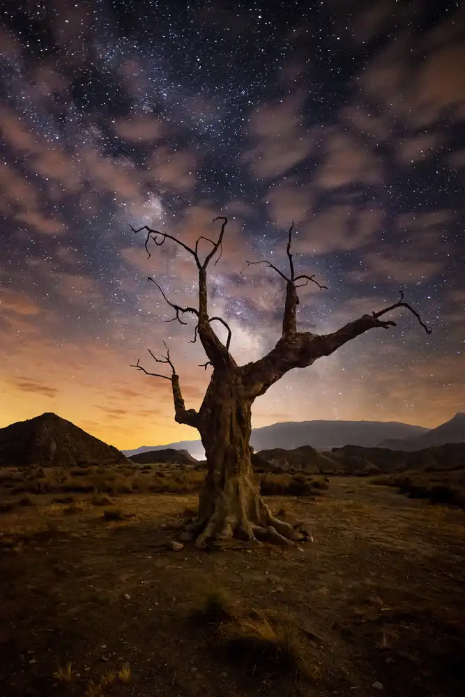 Dascalu, Ionut Andrei: Lonely