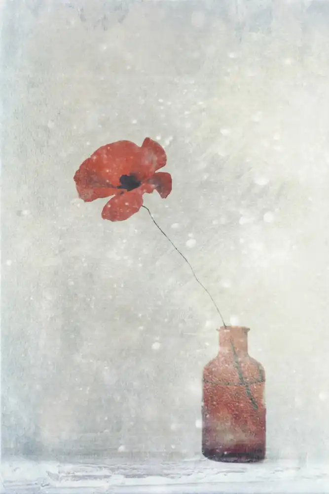 Devos, Delphine: Winter Poppy