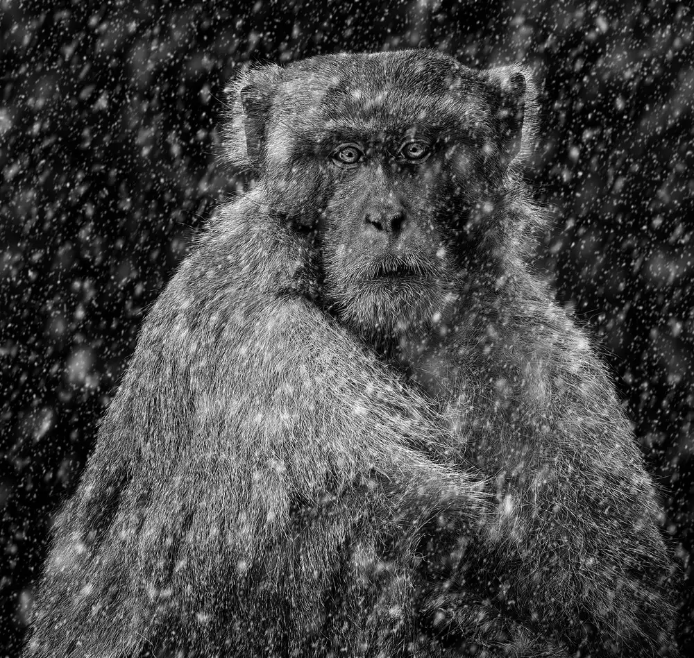 Reza, Nayyer Sayyed: Monkey In Snow