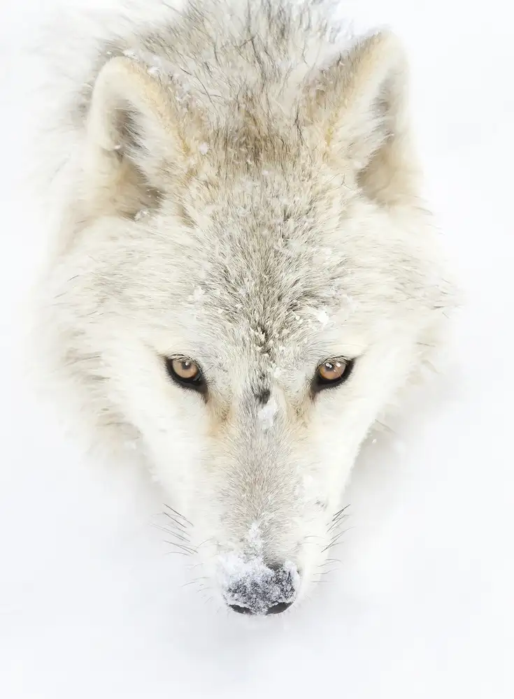 Cumming, Jim: Arctic Wolf Closeup