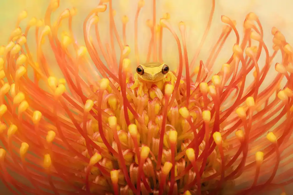 Lester, D Linda: Raganella del lemure in un fiore tropicale del Protea