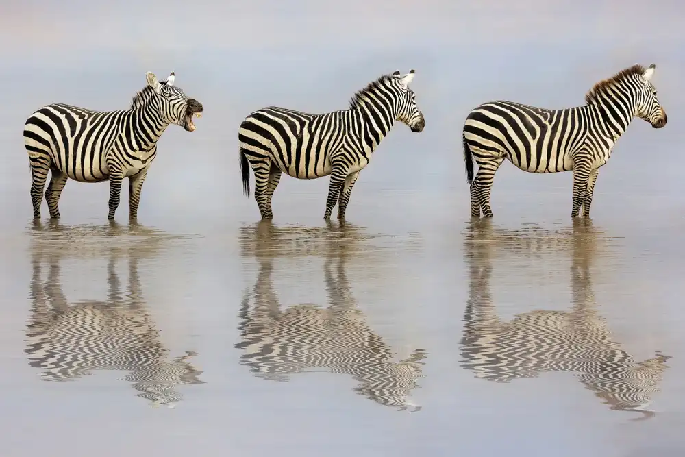 Lester, D Linda: La zebra prepotente