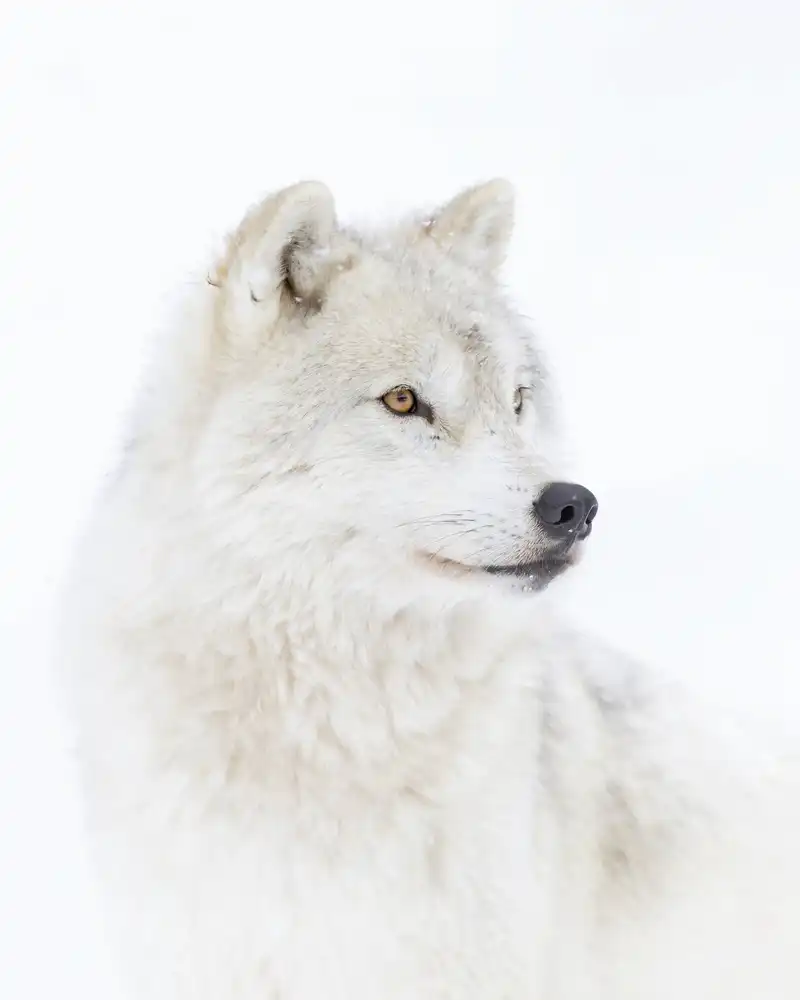 Cumming, Jim: Portrait of an Arctic Wolf