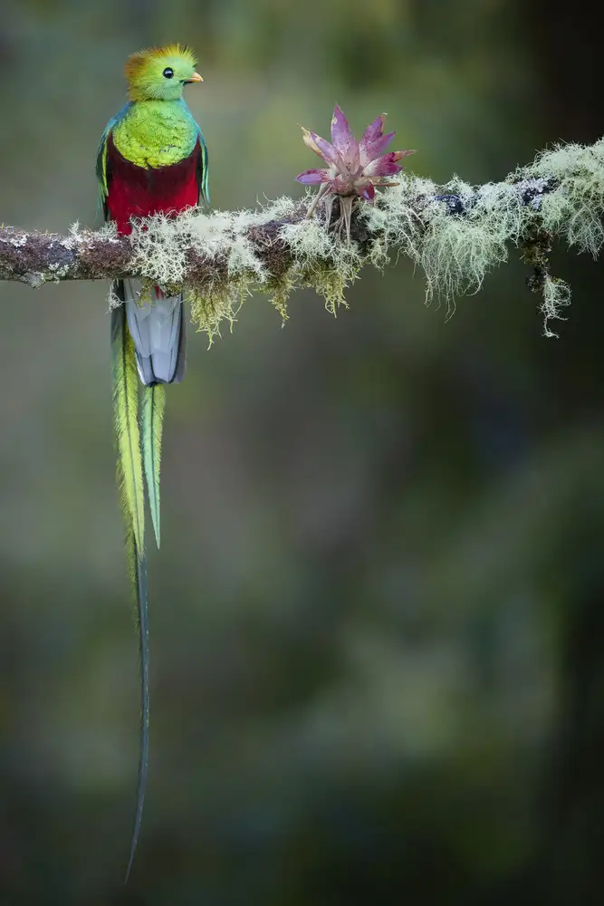 Doyle, Renee: Colori del Quetzal maschio