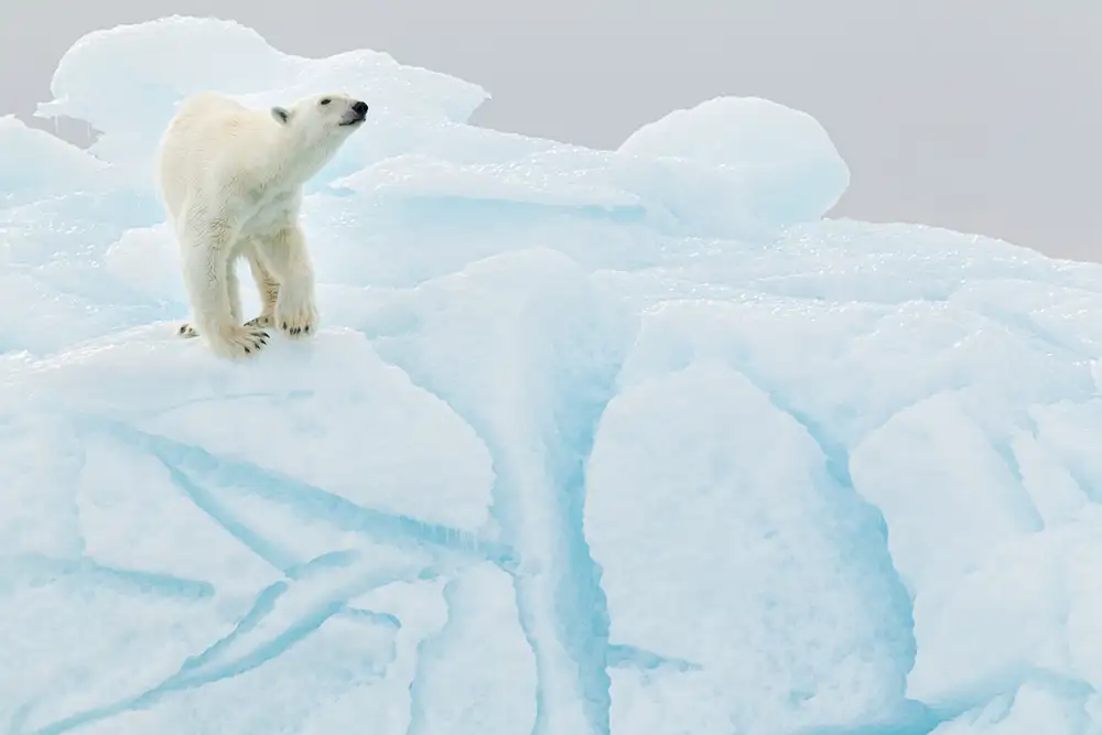Raga, Gil Joan: Orso polare sull'iceberg