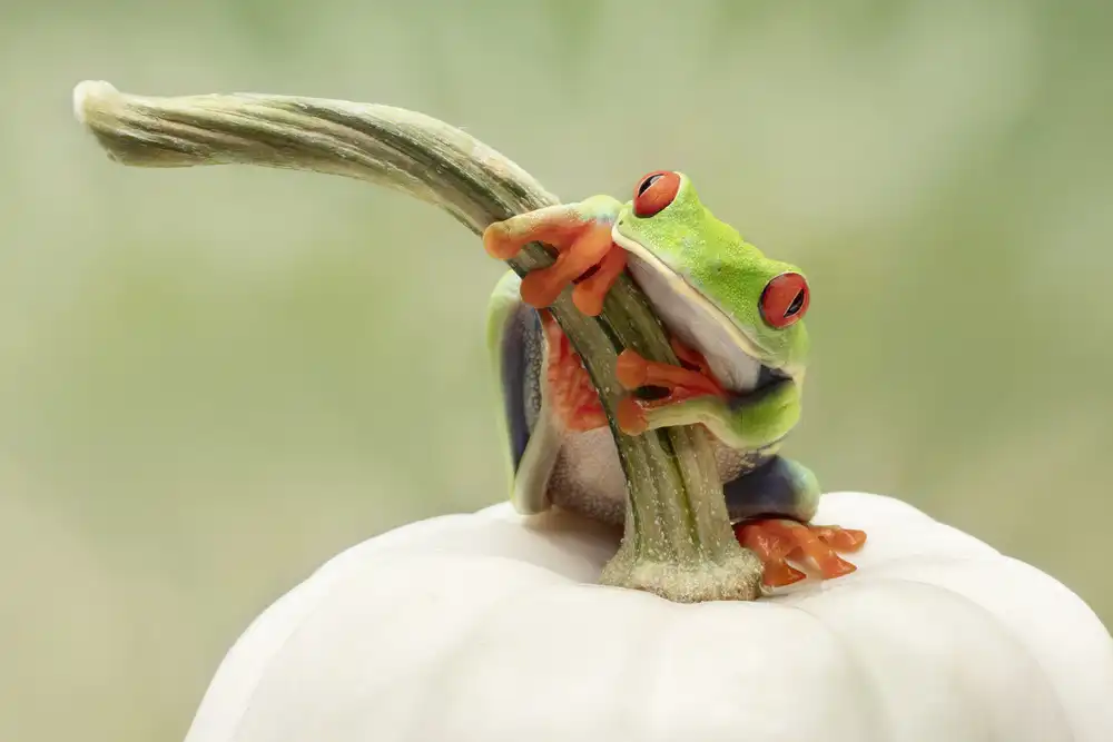 Lester, D Linda: Raganella dagli occhi rossi su una zucca bianca