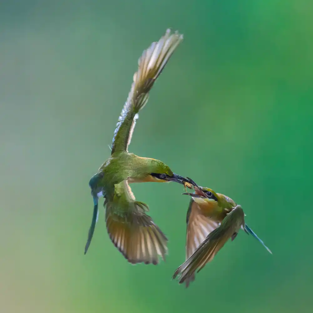 Song, Gunarto: Share for Food