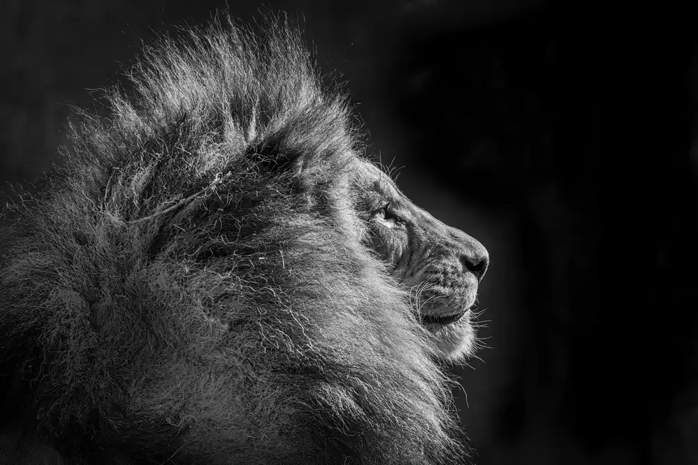 Sink, C. Jeffrey: Simba in Monochrom