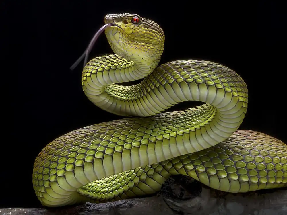 Maududdin, Fauzan: Serpente vipera velenoso dorato