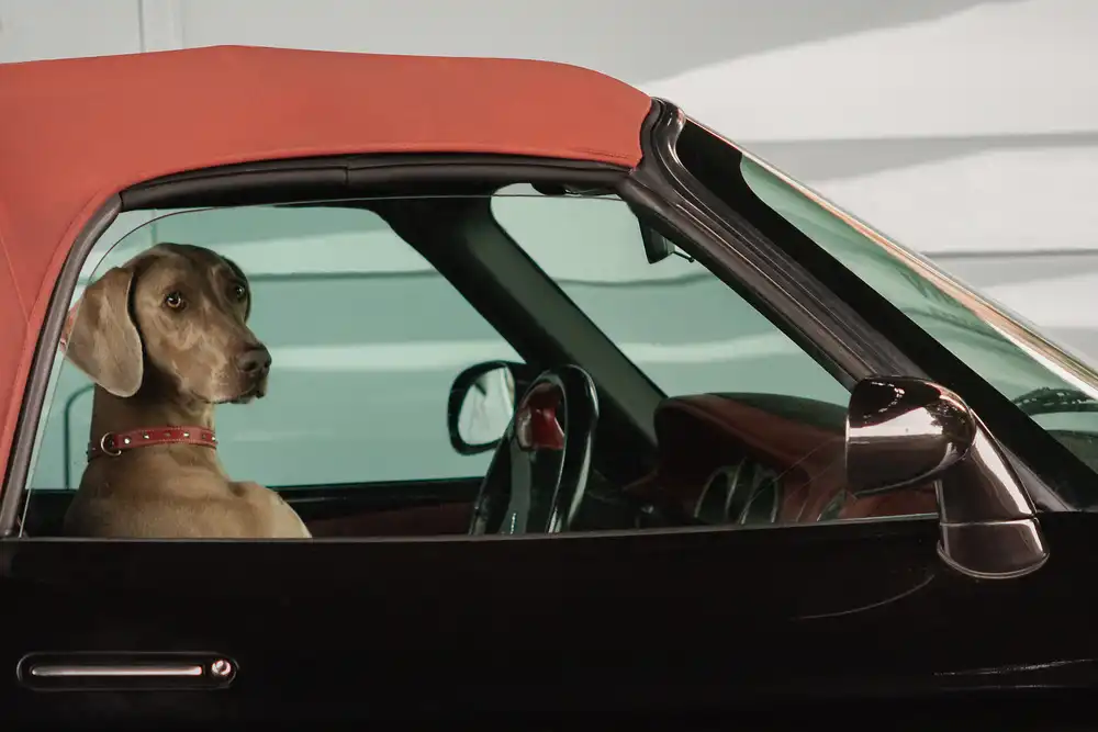 Hermann, Uschi: Dame