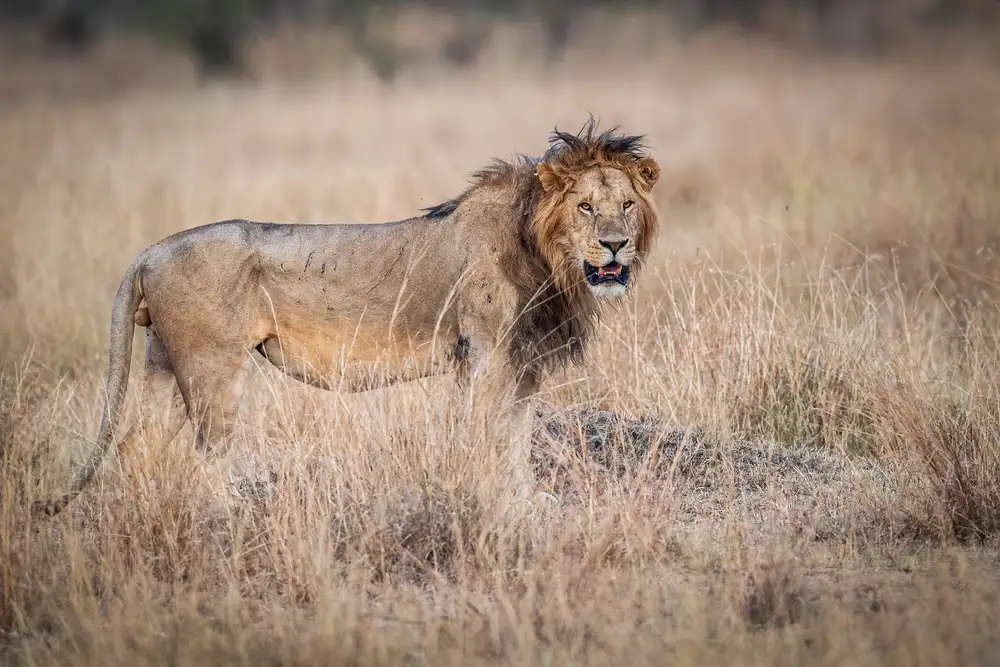Sink, C. Jeffrey: Predatore alla luce del giorno prima dell'alba