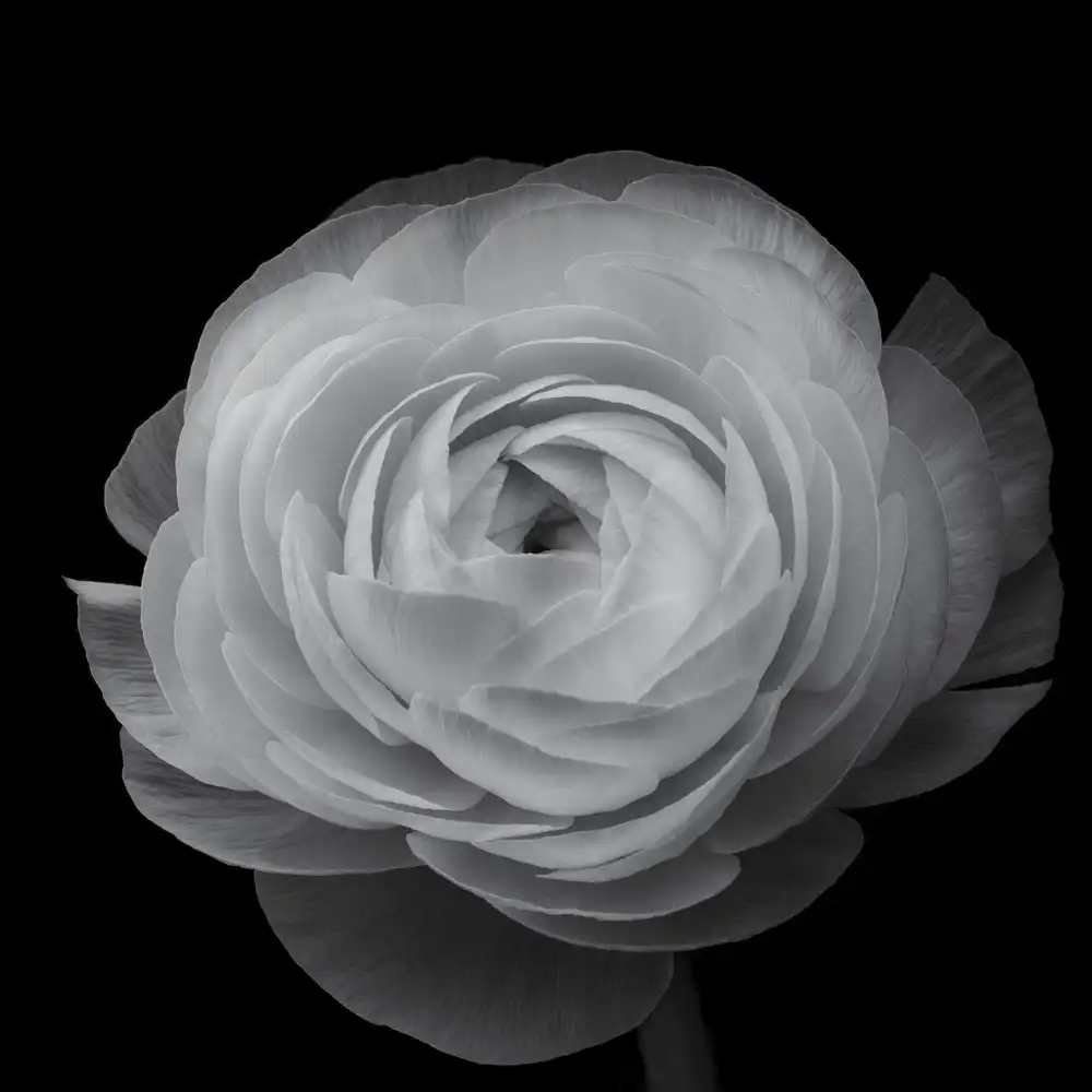 Grønkjær, Lotte: Ranunculus