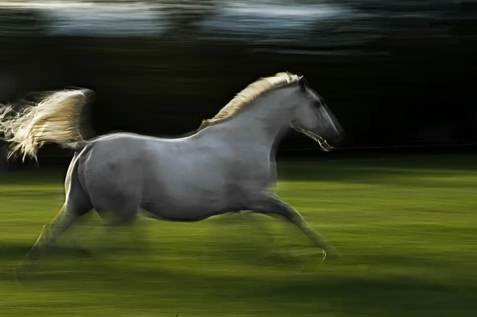 Malovrh, Milan: Cheval ailé