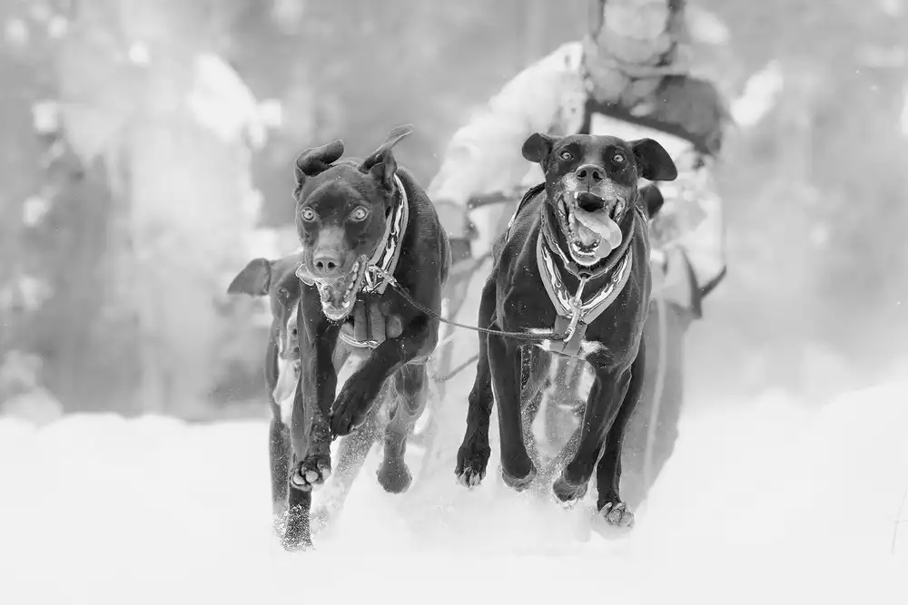 Zhao, Henry: Dog Sleding