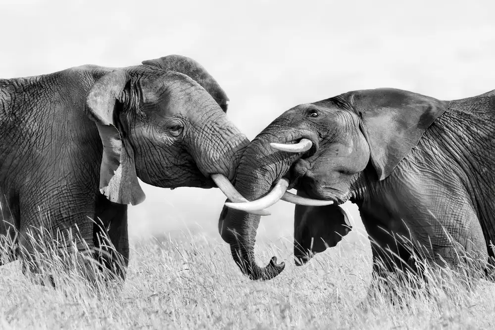 Zuo, Jun: Combats d'éléphants