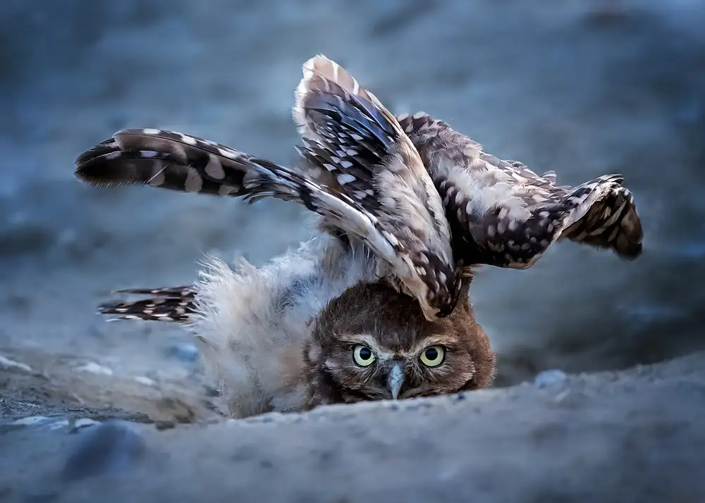 Poreider, Annie: Hideing
