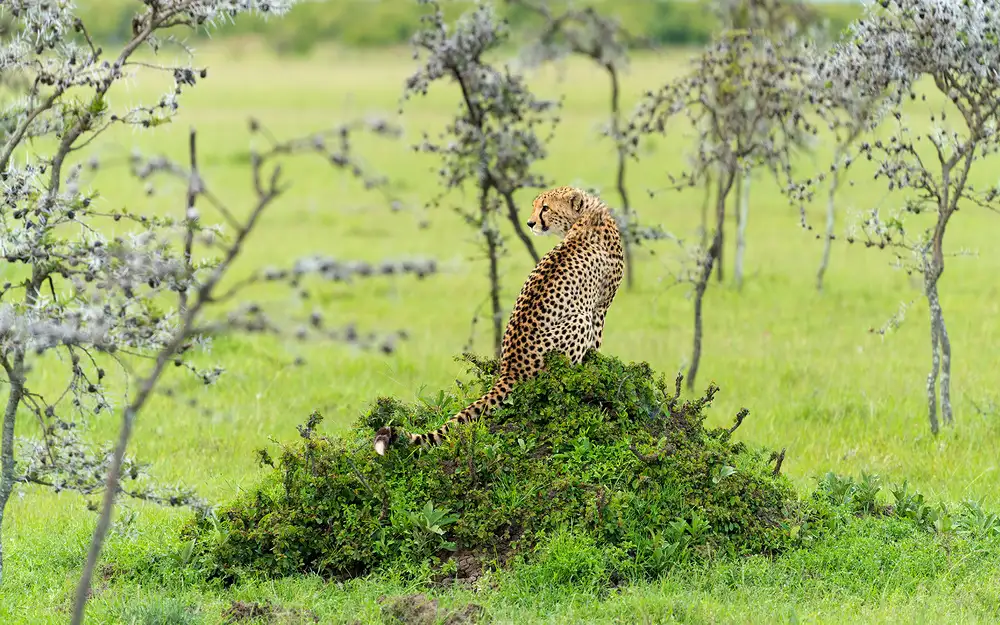 Zhu, Hua: GEPARD