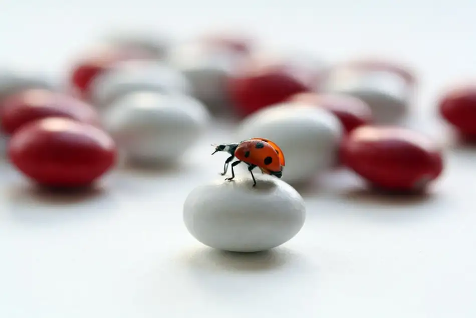 Deelen, van Ellen: Ladybug