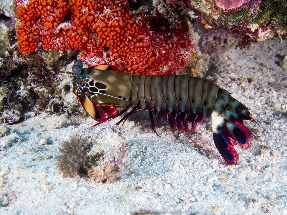 Tov, Ben Ilan: Peacock Mantis Shrimp