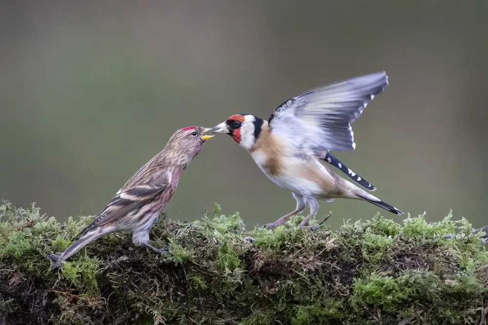 Wilkinson, Hugh: Redpoll mit Stieglitz