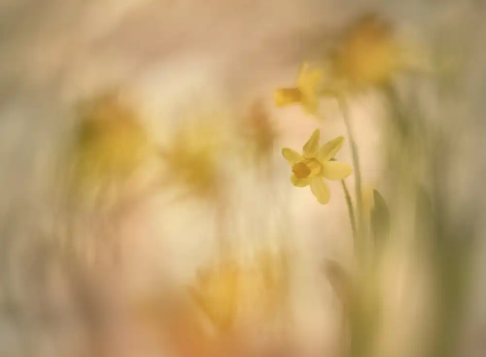 Talen, Nel: Daffodils