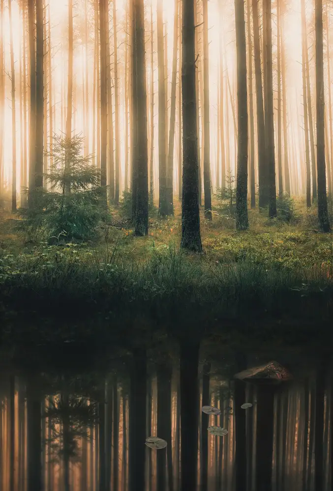 Lindsten, Christian: Reflection in the foggy forest