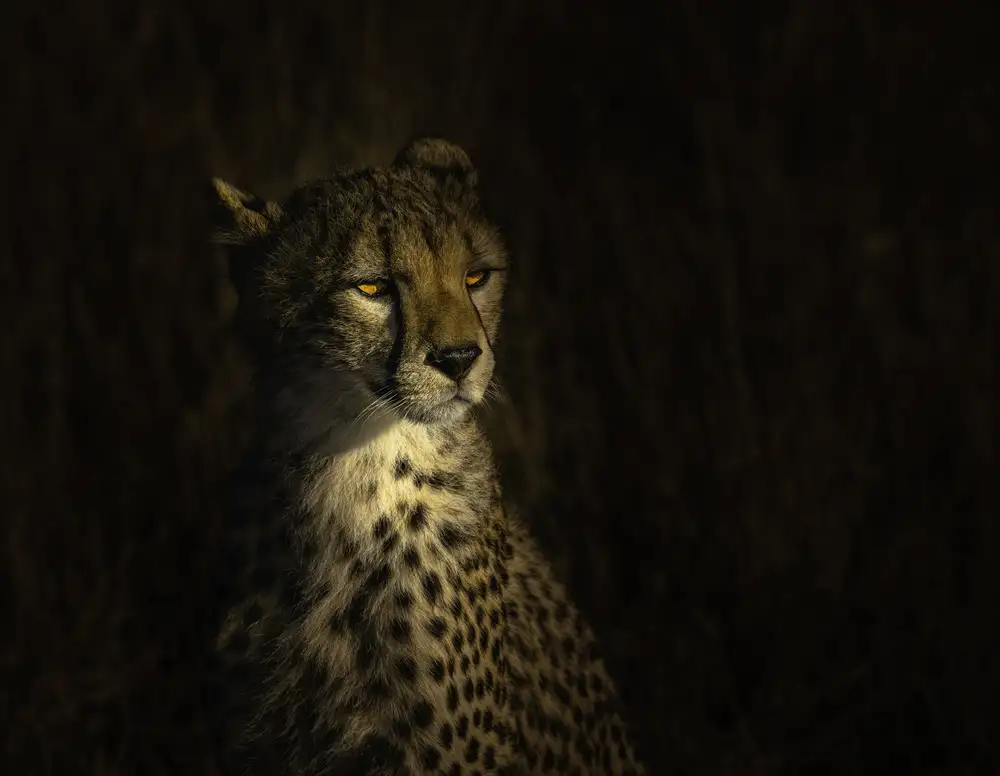 Li, Bing: Le portrait d'un guépard