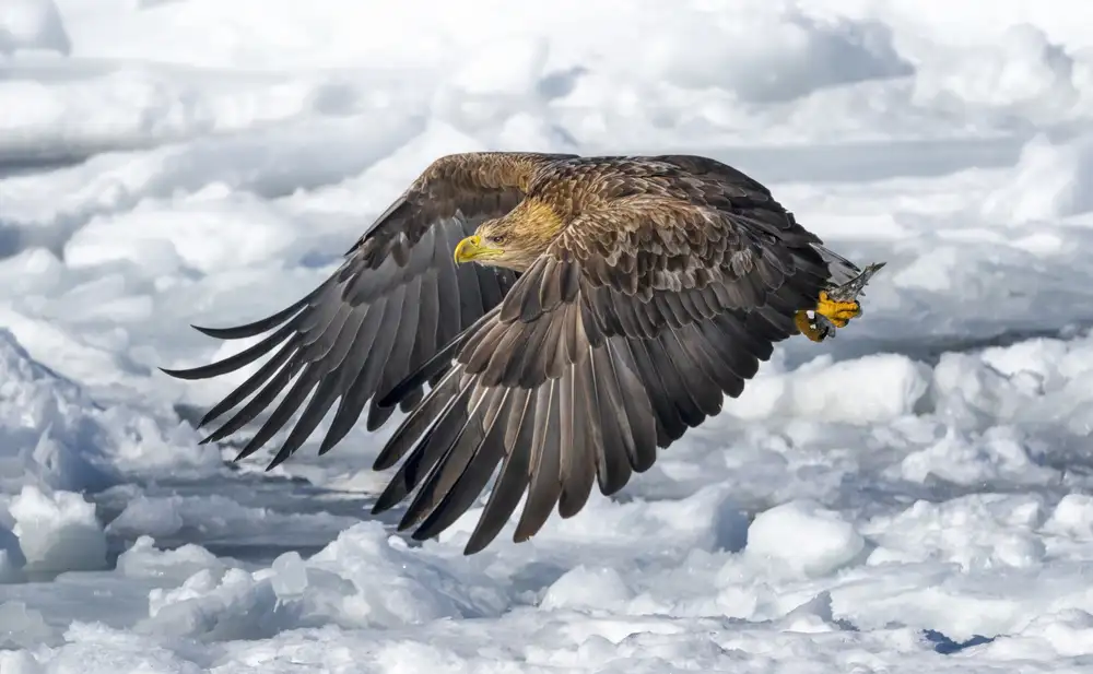 Deng, Larry: Aquila dalla coda bianca
