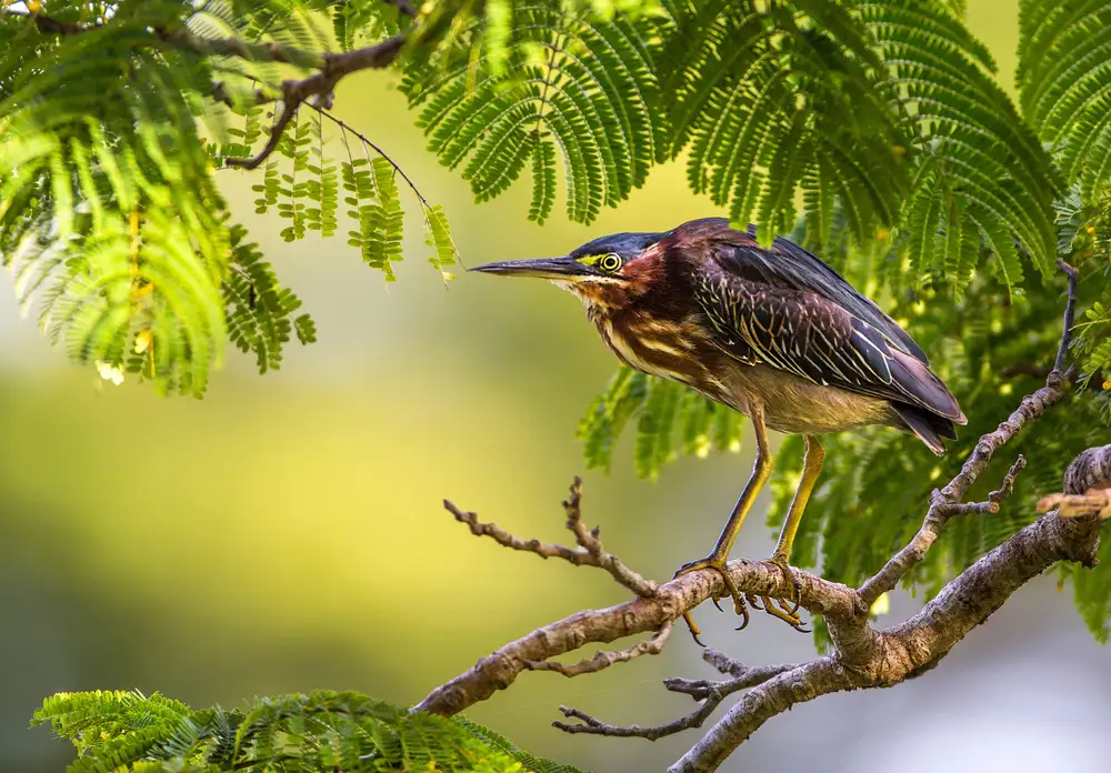 Verdon: Geen Heron,Butorides virescens