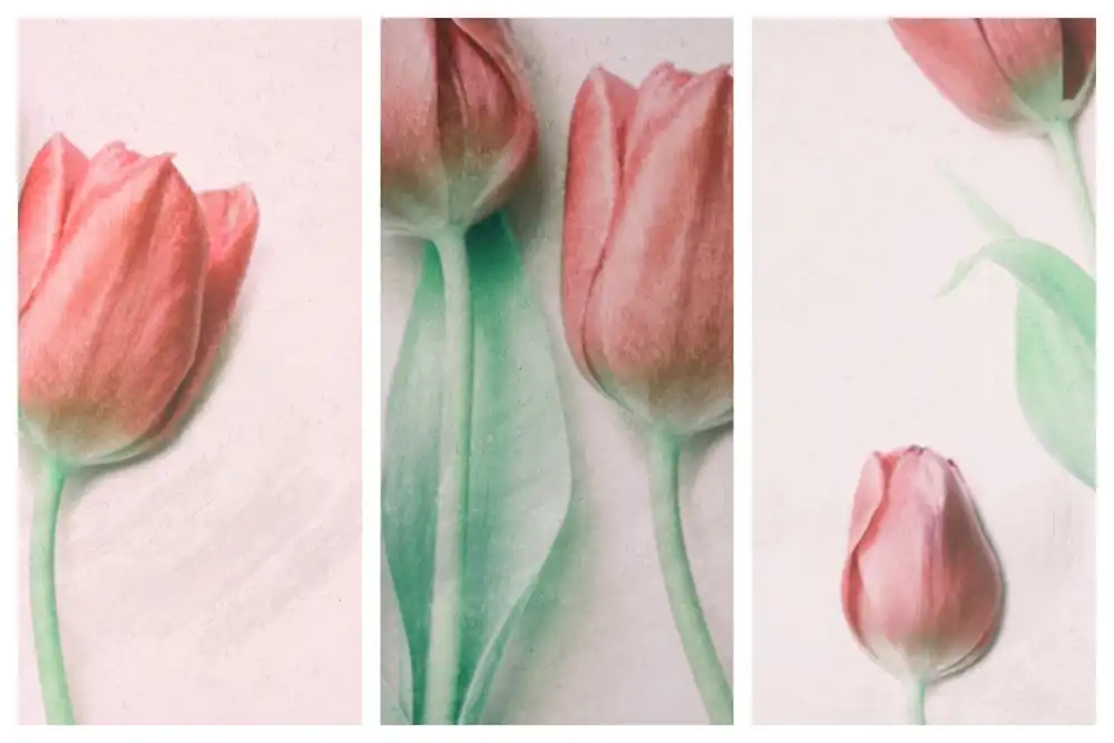 Devos, Delphine: Red Elegance
