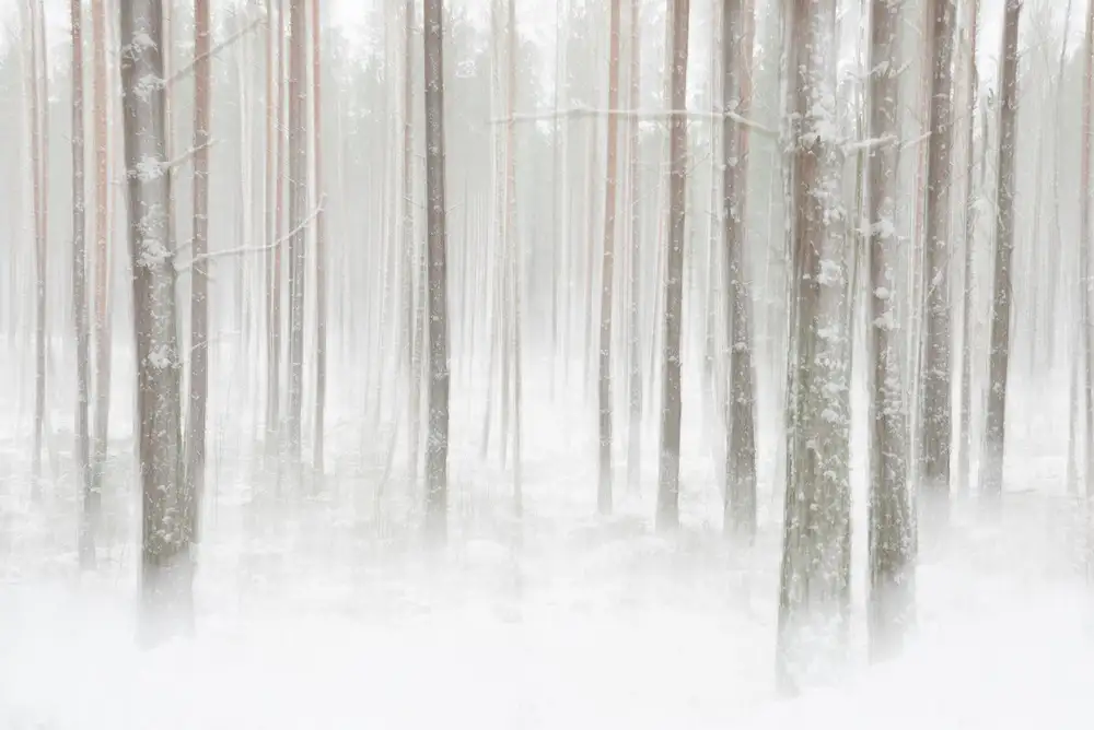 Lindsten, Christian: Winterforest in Sweden