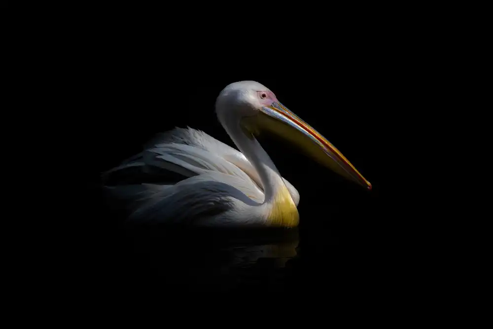 Rublina, Natalia: Pelican in the dark ...