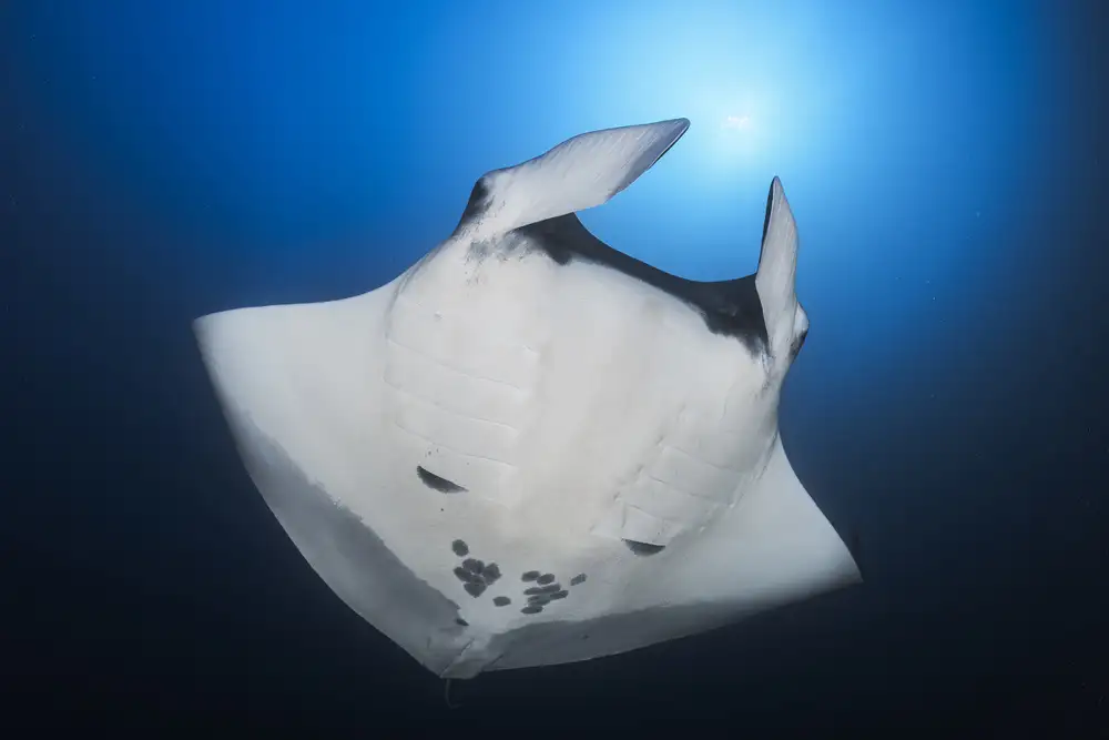 Gabriel, Barathieu: Raie Manta océanique