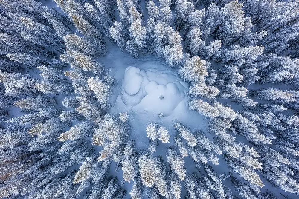 Xu, Mei: Forest in Winter