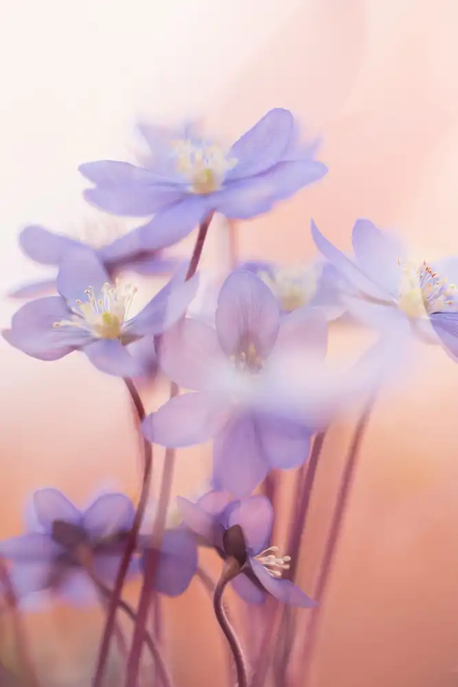 Dvorak, Petra: Spring Symphony
