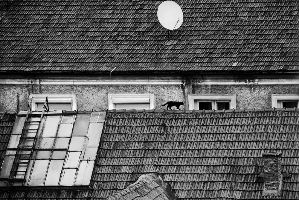 Gabor, Nicoleta: roof cat