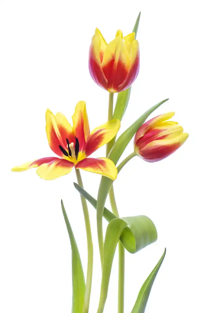 Parker, Jacky: Primavera