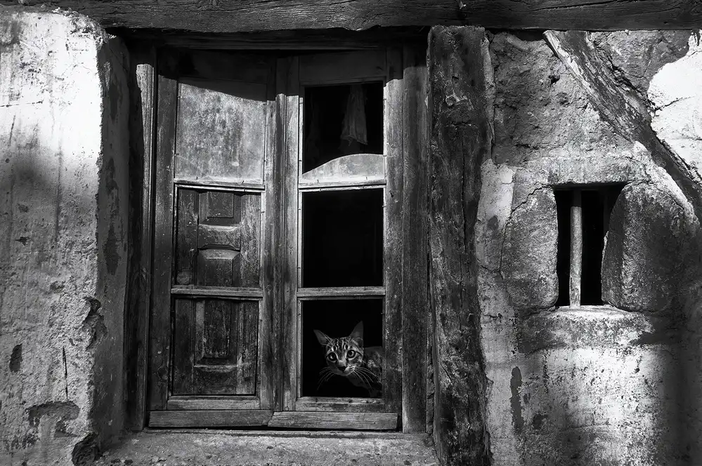 Lobato, C. Jose: A curious cat