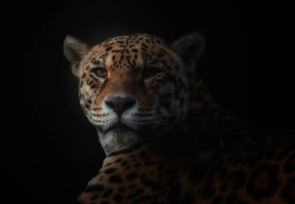 KaMerA: jaguar