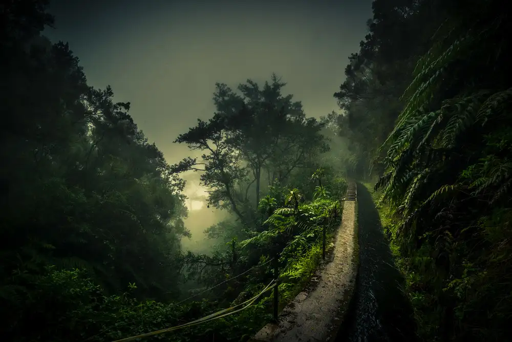 Weber, Roland: Promenade Levada