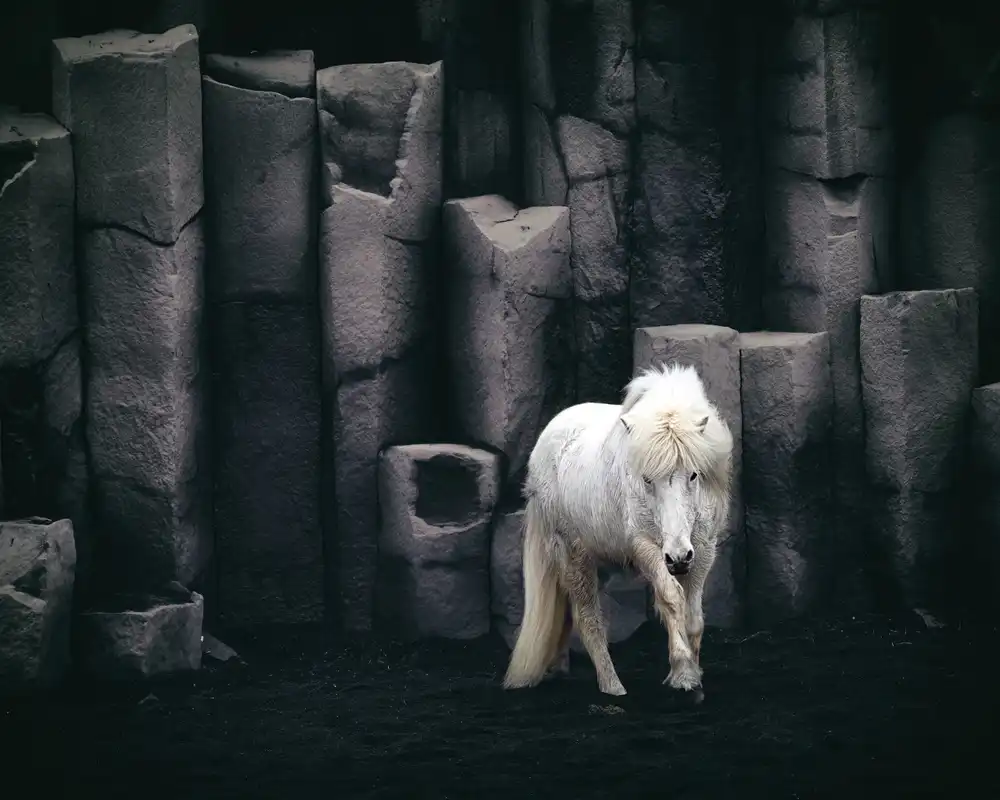 Kort, Bragi: Icelandic horse