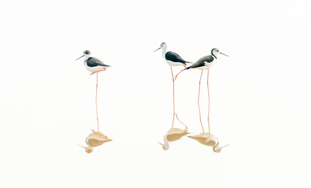 Meng, LM: Reflections