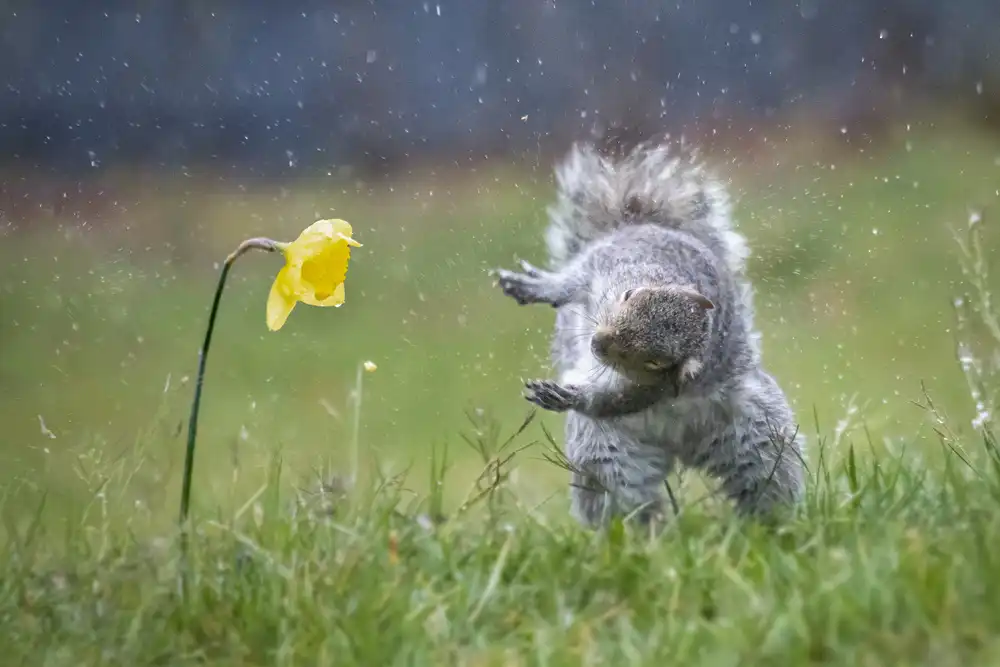 Li, Rob: Danza di primavera