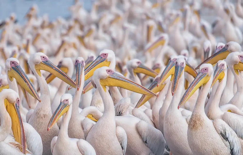Or, Keren: Migratory pelicans