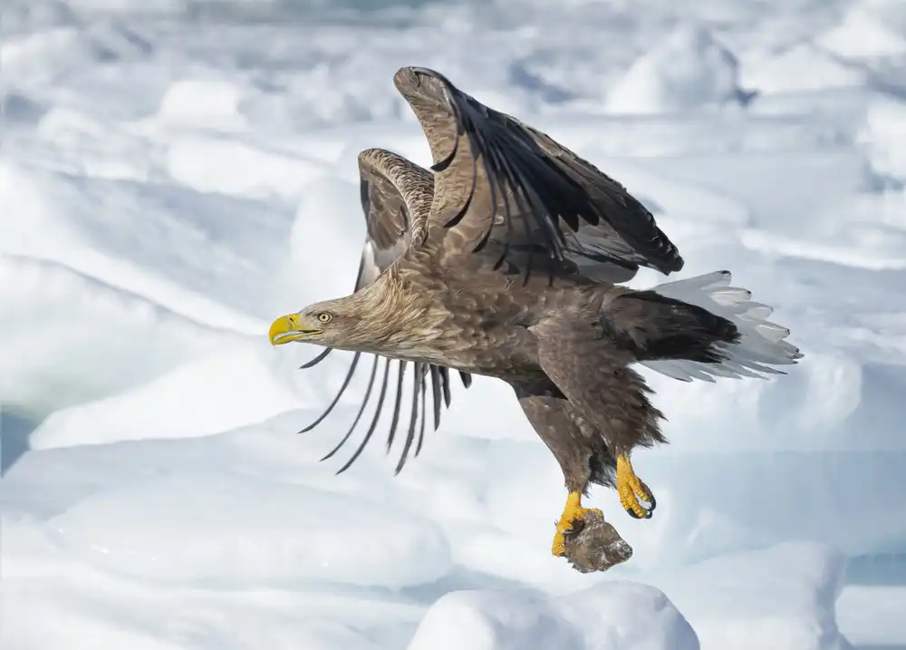 Deng, Larry: Aquila dalla coda bianca in azione