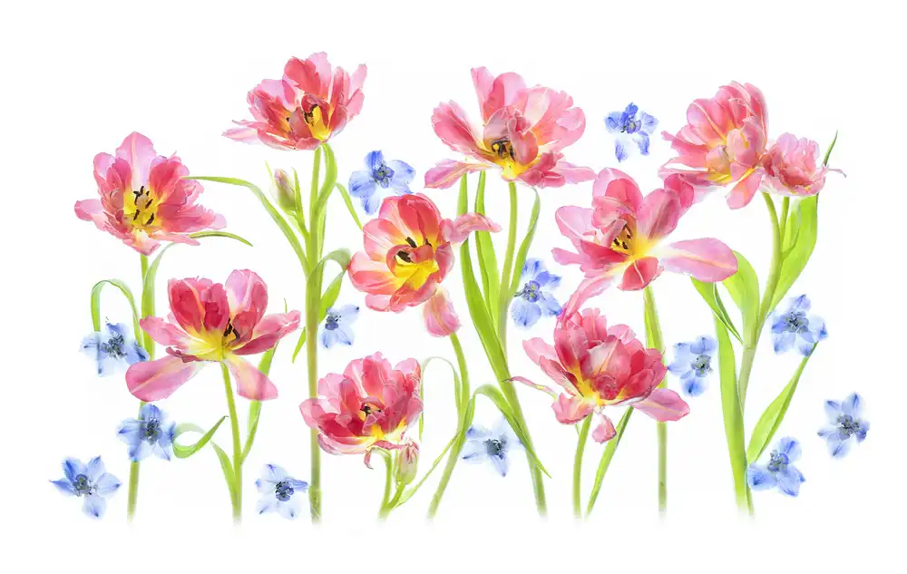 Jacobs, Lydia: Spring Delight