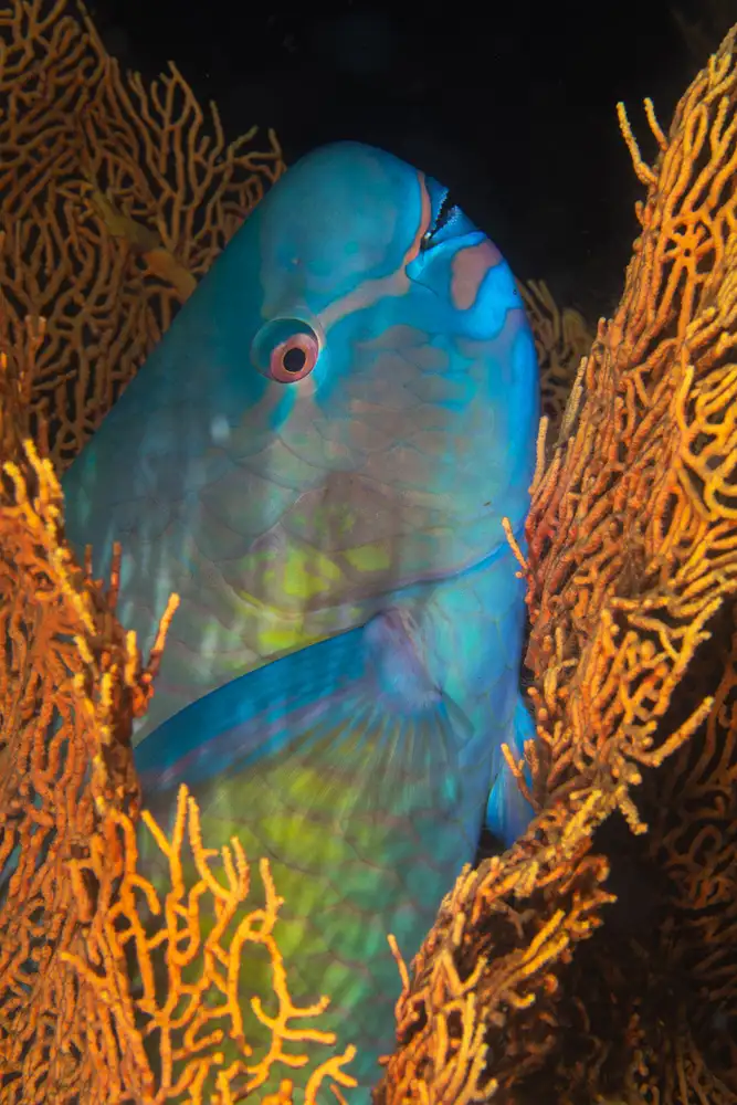 Gabriel, Barathieu: Ember papoušekfish