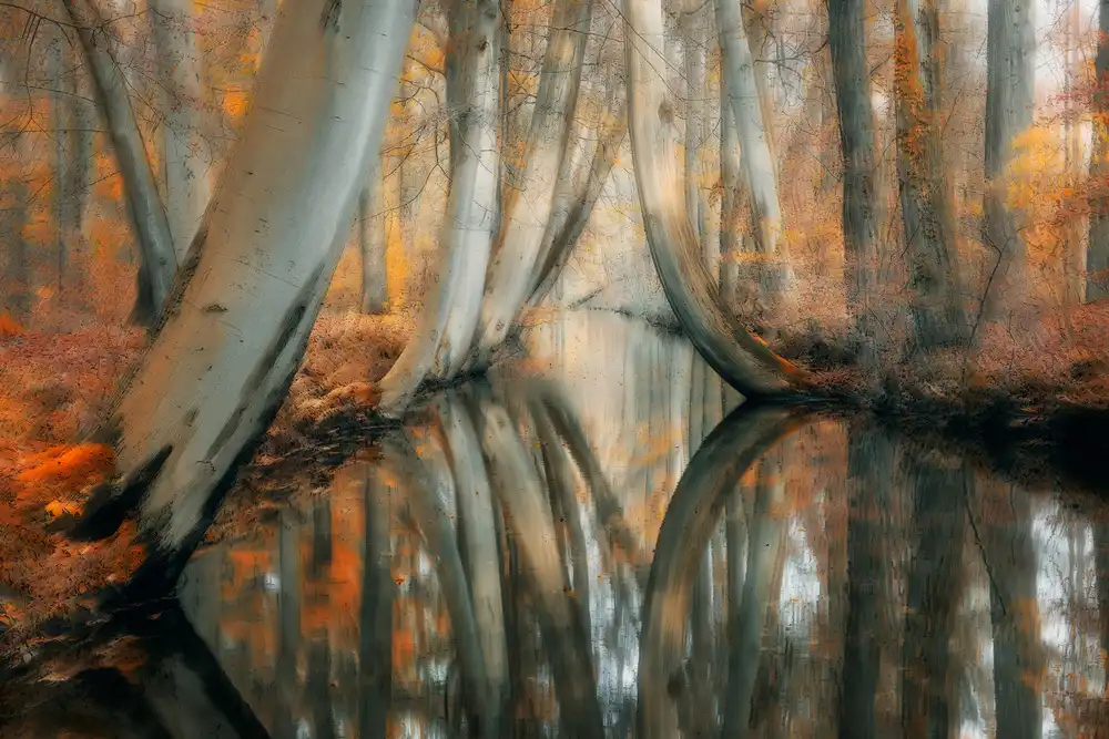 Z, Bingo: Autumn water